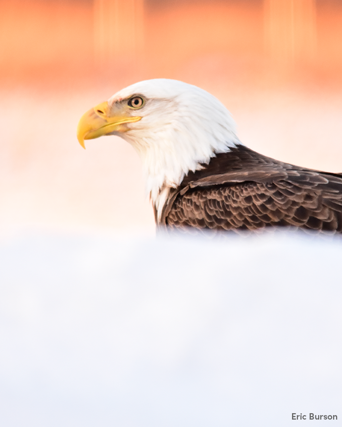 How to identify a bald eagle and other Iowa raptors | Iowa DNR